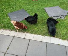 chicken