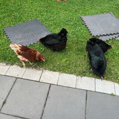 chicken