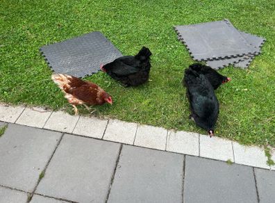 chicken