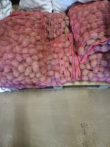 Seed Potatoes