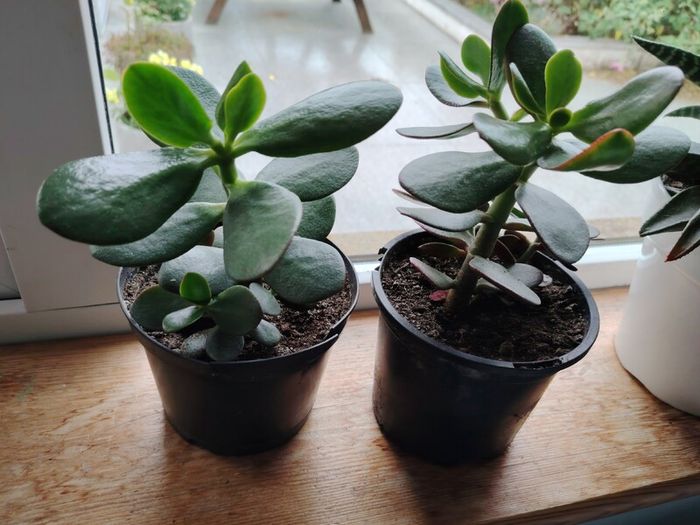 Jade Plant