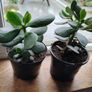 Jade Plant Image 2