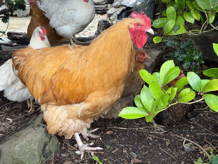 hens buff orpington