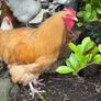 hens buff orpington Image 4