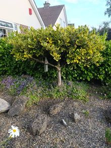Holly tree