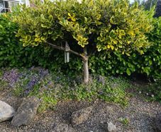 Holly tree
