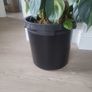 Philodendron Scandens Brasil Image 4