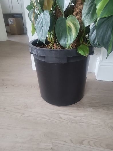 Philodendron Scandens Brasil