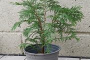 Conifer plant