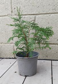 Conifer plant