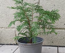 Conifer plant