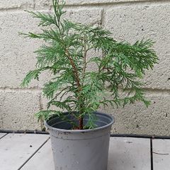 Conifer plant