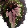 Begonia Image 2