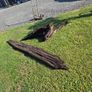 Ancient Bog Oak from Co.Kildare Bog Image 5