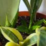 Plants set (Sansevieria) Image 2
