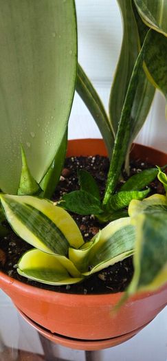 Plants set (Sansevieria)
