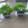 Faux bonsai trees Image 3