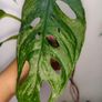 No.4 Monstera Adansonii Mint need bright light for mint to come back Image 2