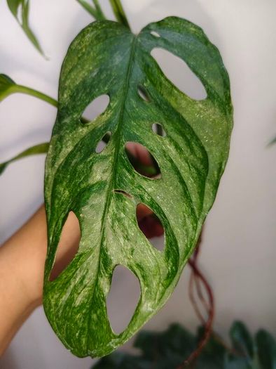 No.4 Monstera Adansonii Mint need bright light for mint to come back