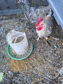 rooster