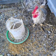 rooster