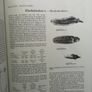 Seeds of Woody Plants in North America: Revised and Enlarged Edition Image 5
