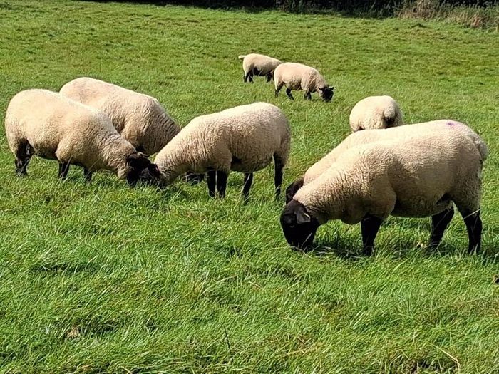 Suffolk Mule Ewe Hoggets