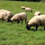 Suffolk Mule Ewe Hoggets Image 10