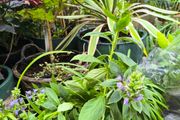 garden plants
