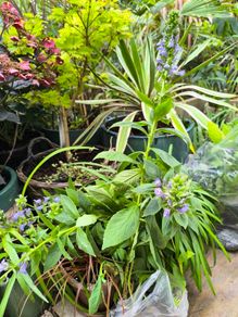 garden plants
