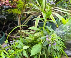 garden plants