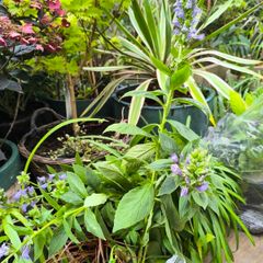 garden plants