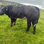 8 super bull weanlings Image 4