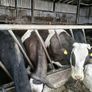 5 calved heifers with calves at foot Image 4