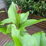 Established 150cm high fruit bearing lemon tree Image 7