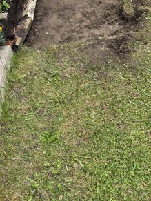 soil