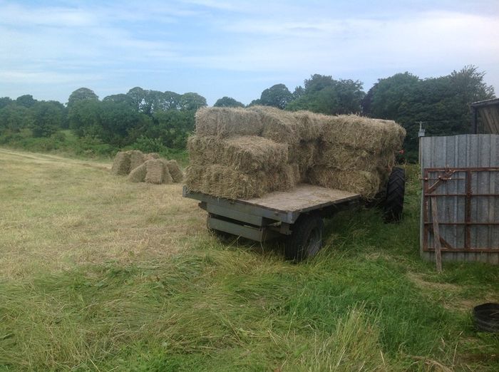 Small Square Hay Bales For Sale 3 euro each