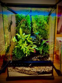 terrarium or palladium with waterfall