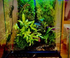terrarium or palladium with waterfall