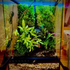 terrarium or palladium with waterfall