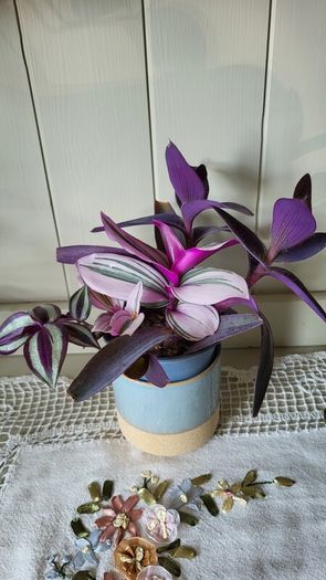Trailing House Plants.