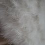 OASIS White Real Turkey Feather Bolero - Free Size - Rrp 60 (New) Image 6