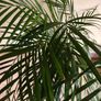 Indoor palm plant Image 3