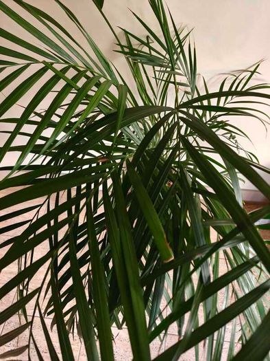 Indoor palm plant