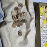 Vintage Berwick Games Lotto (Housey-Housey c.1950s) - COMPLETE 90 Wooden Numbers Image 9
