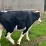 Hereford Bullocks - Forward Stores Image 6