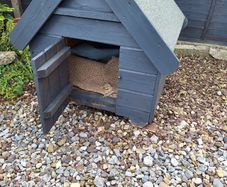Dog Box