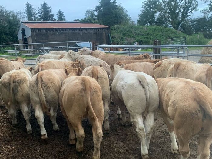 20 super u nd e grade heifers