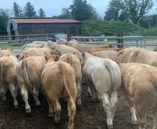 20 super u nd e grade heifers