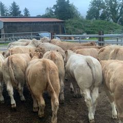 20 super u nd e grade heifers